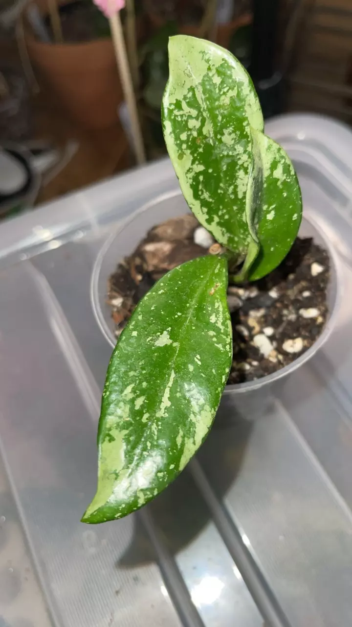 plant/Hoya AH-074 (also known as 'Silver Moon')-1