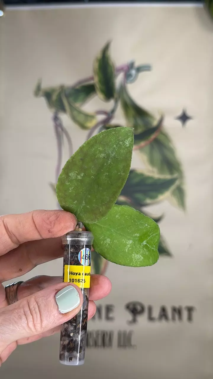plant/466 Hoya caudata (reverted silver) cutting-0
