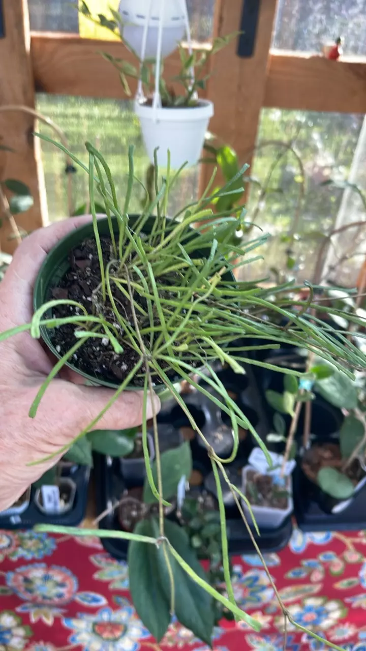 plant/Hoya retusa-0