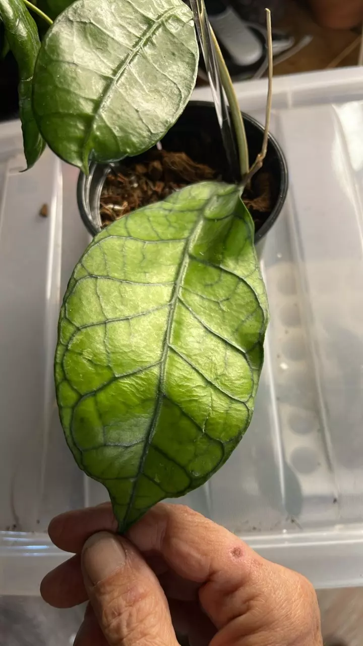 plant/Aceh noid-2