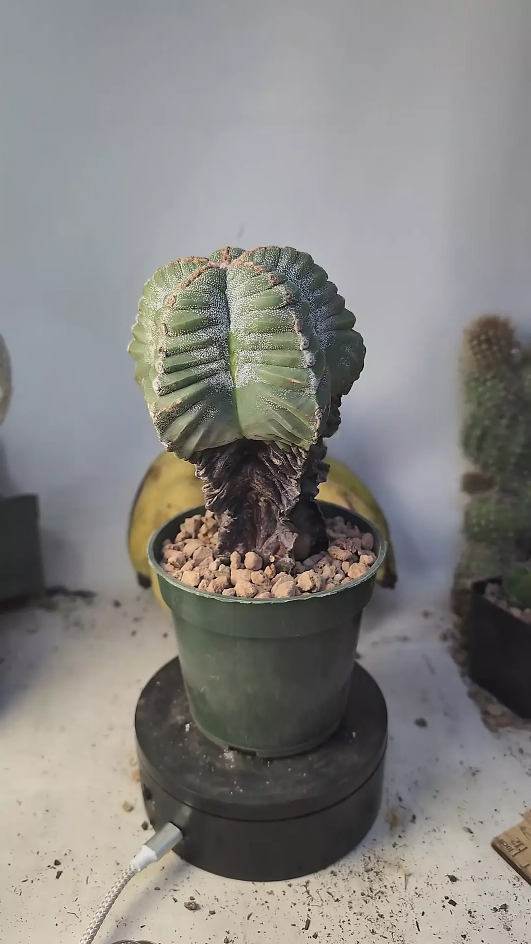 plant/255 old Astro myrio kikko 6" tall-0