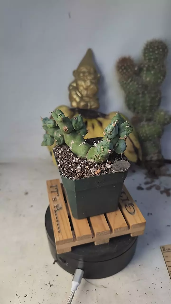 plant/295 euphorbia clivicola 2.75" pot-0