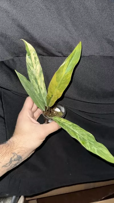 plant/0327 Philo Caramel Marble-0-thumbnail