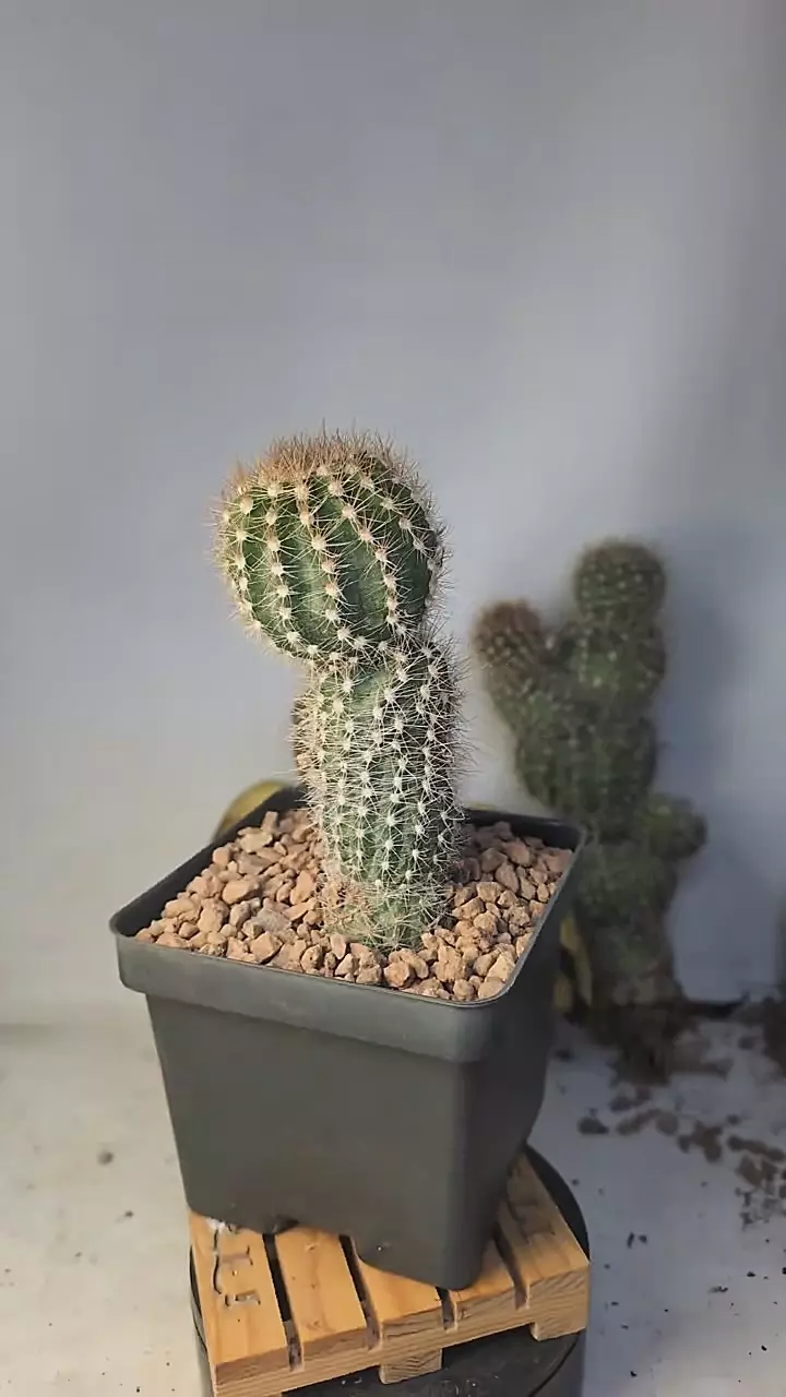 plant/293 Stacker Echinopsis CV zulk Balls 4" pot-0
