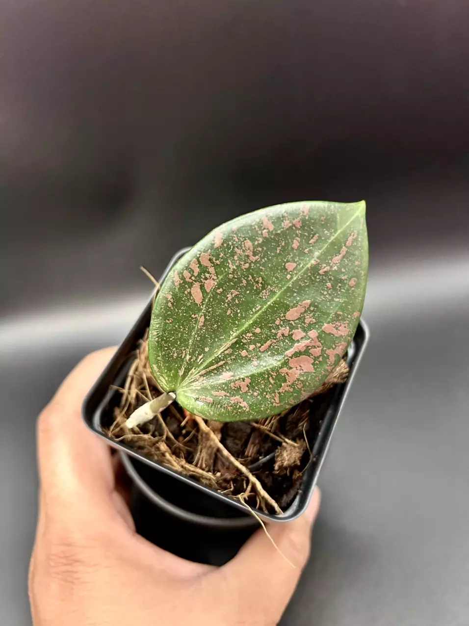 plant/Hoya ‘Pink Crush’ Wibergiae DMW001-0