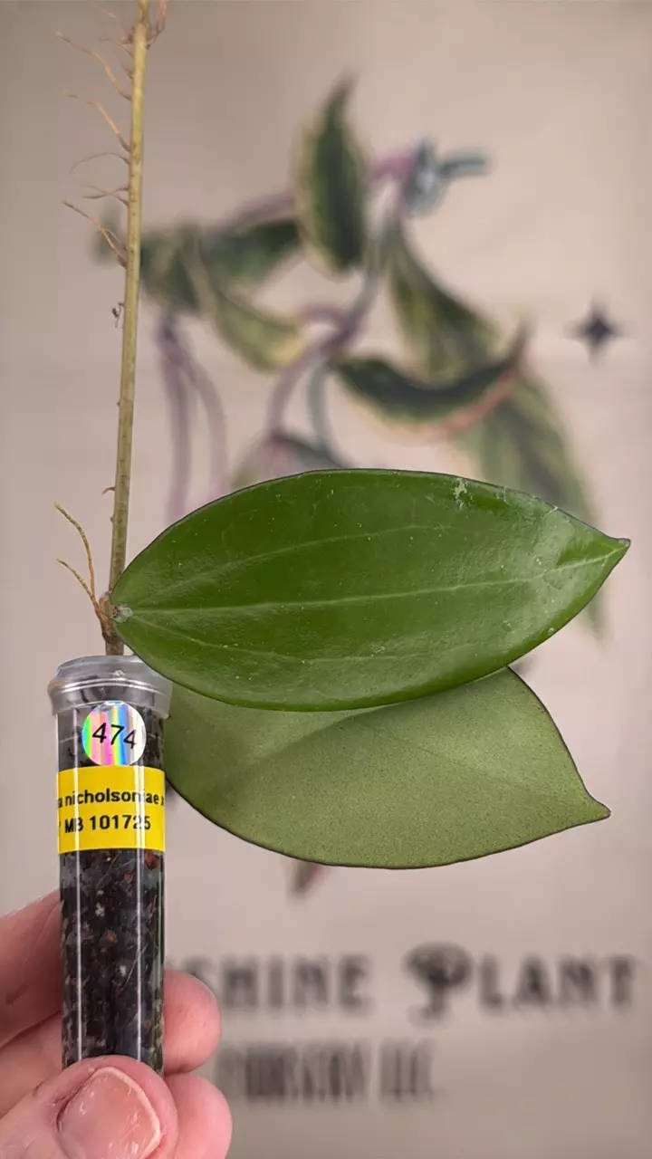 plant/474 Hoya nicholsoniae x ‘Joy’ MB cutting-0