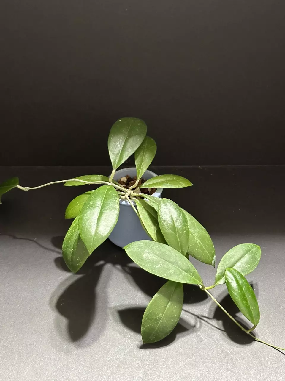 plant/1437 Hoya GEH2302-98 ('Swiffer's Dream' x 'Chicken Farm')-0