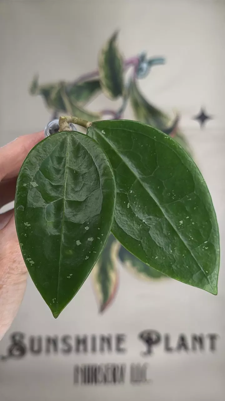 plant/471 Hoya verticillata cutting-0