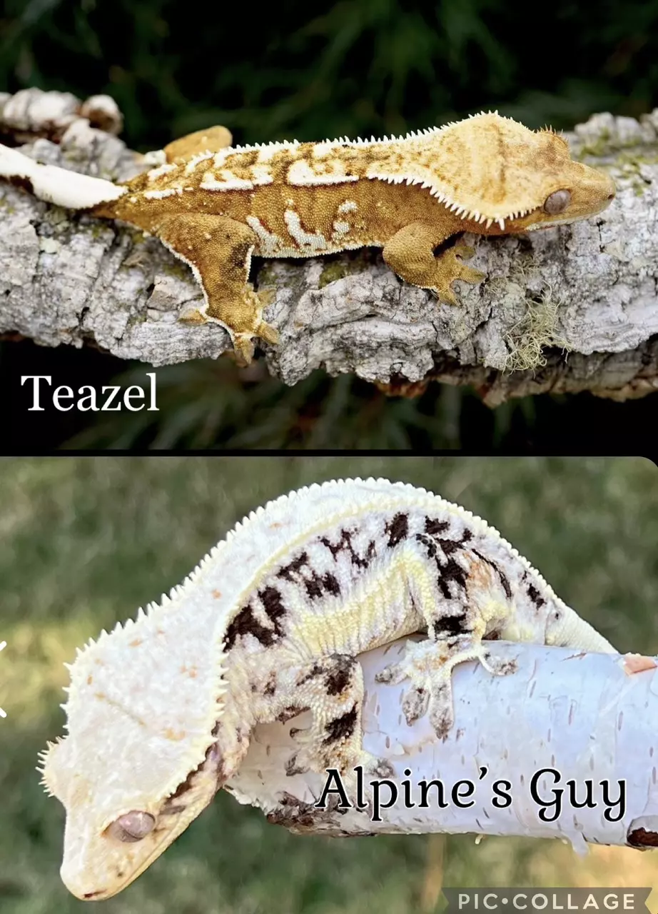 plant/23- Teazle x Alpine’s Guy- Lilly pores-2