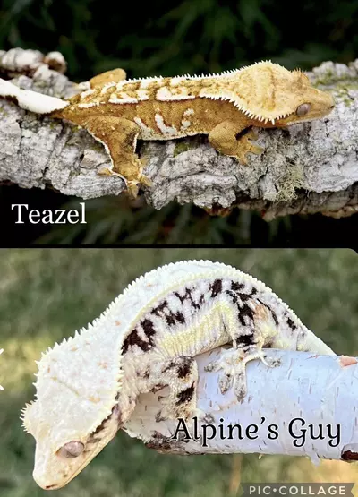 plant/23- Teazle x Alpine’s Guy- Lilly pores-2-thumbnail