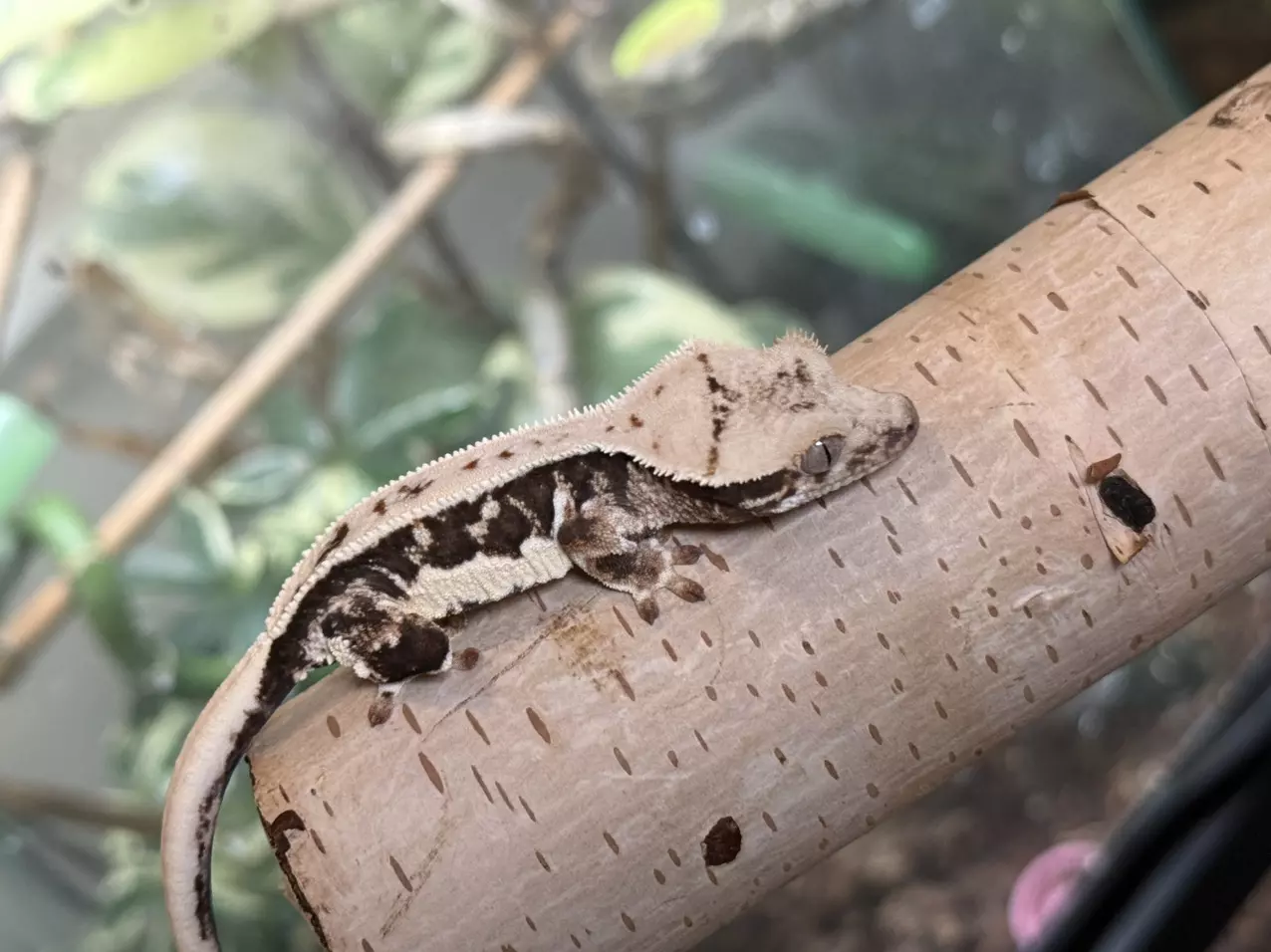 plant/23- Teazle x Alpine’s Guy- Lilly pores-0