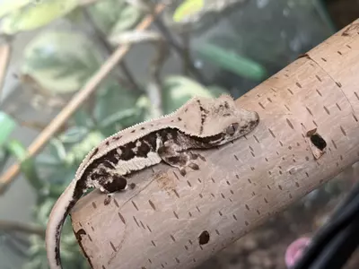 plant/23- Teazle x Alpine’s Guy- Lilly pores-0-thumbnail