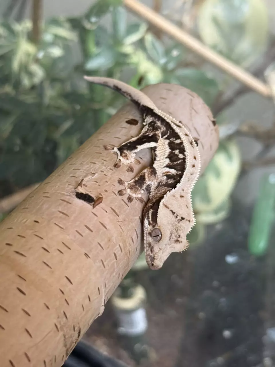 plant/23- Teazle x Alpine’s Guy- Lilly pores-1