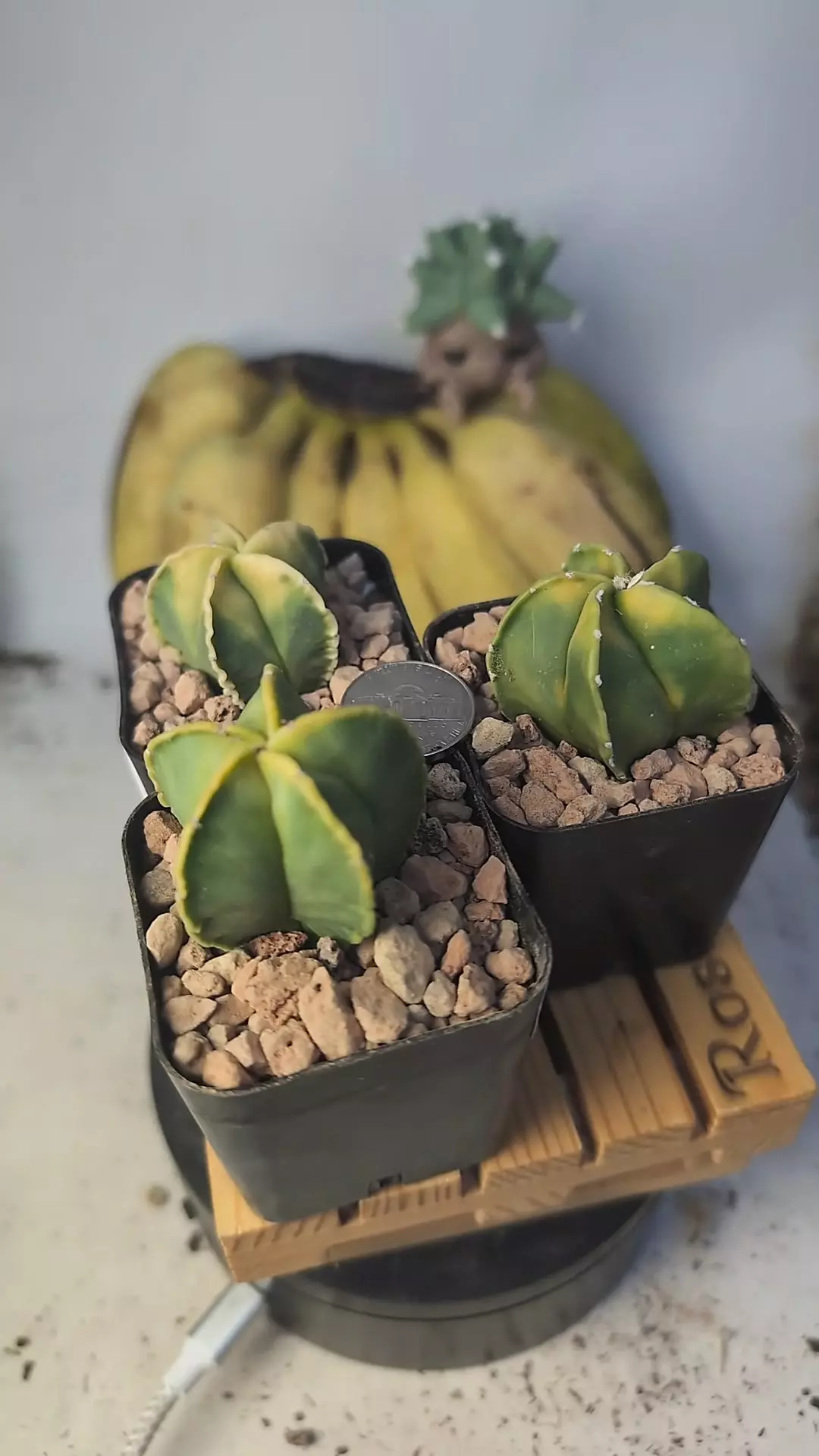 plant/258 Astro myrio kohyo variegated 2" pots gc-0