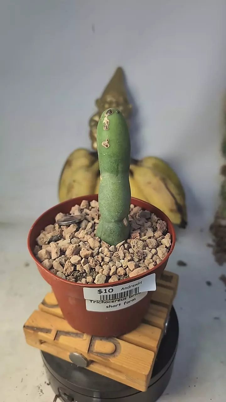 plant/277 peen cactus 4" pot-0