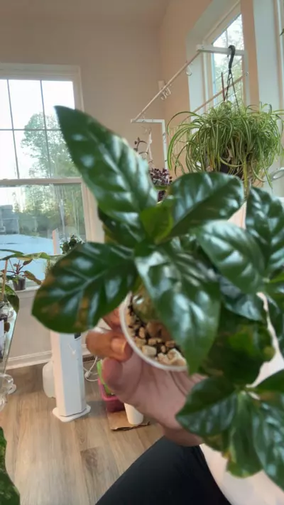 plant/Coffee plant-0-thumbnail