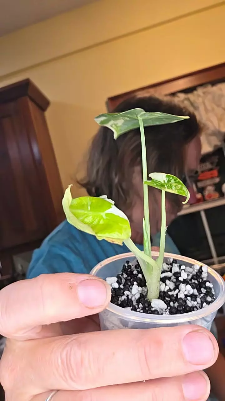 plant/Varigated Frydek pup-0