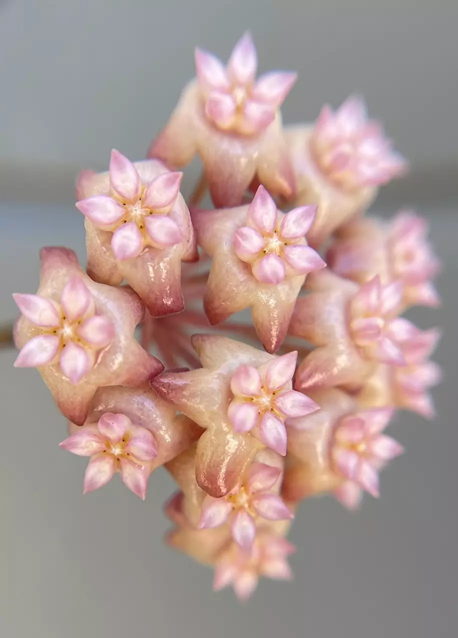 plant/474 Hoya nicholsoniae x ‘Joy’ MB cutting-1