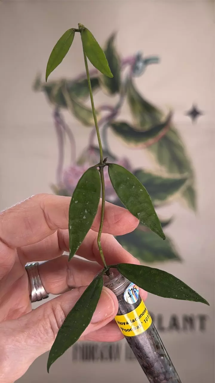 plant/475 Hoya lacunosa ‘Poonsak’ cutting-0