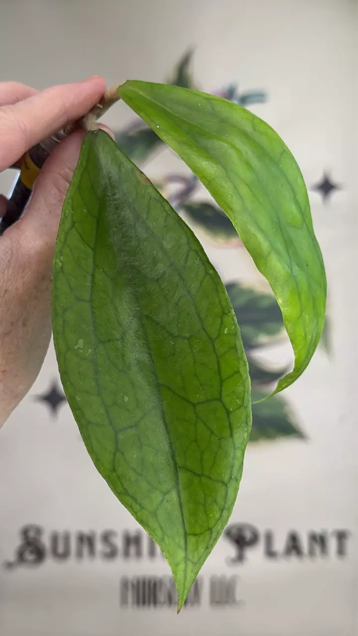 plant/469 Hoya ‘Jennifer’ cutting-0