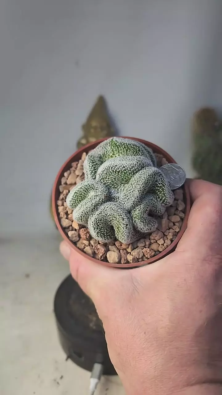 plant/287 brain mammillaria microthele 4" pot-0