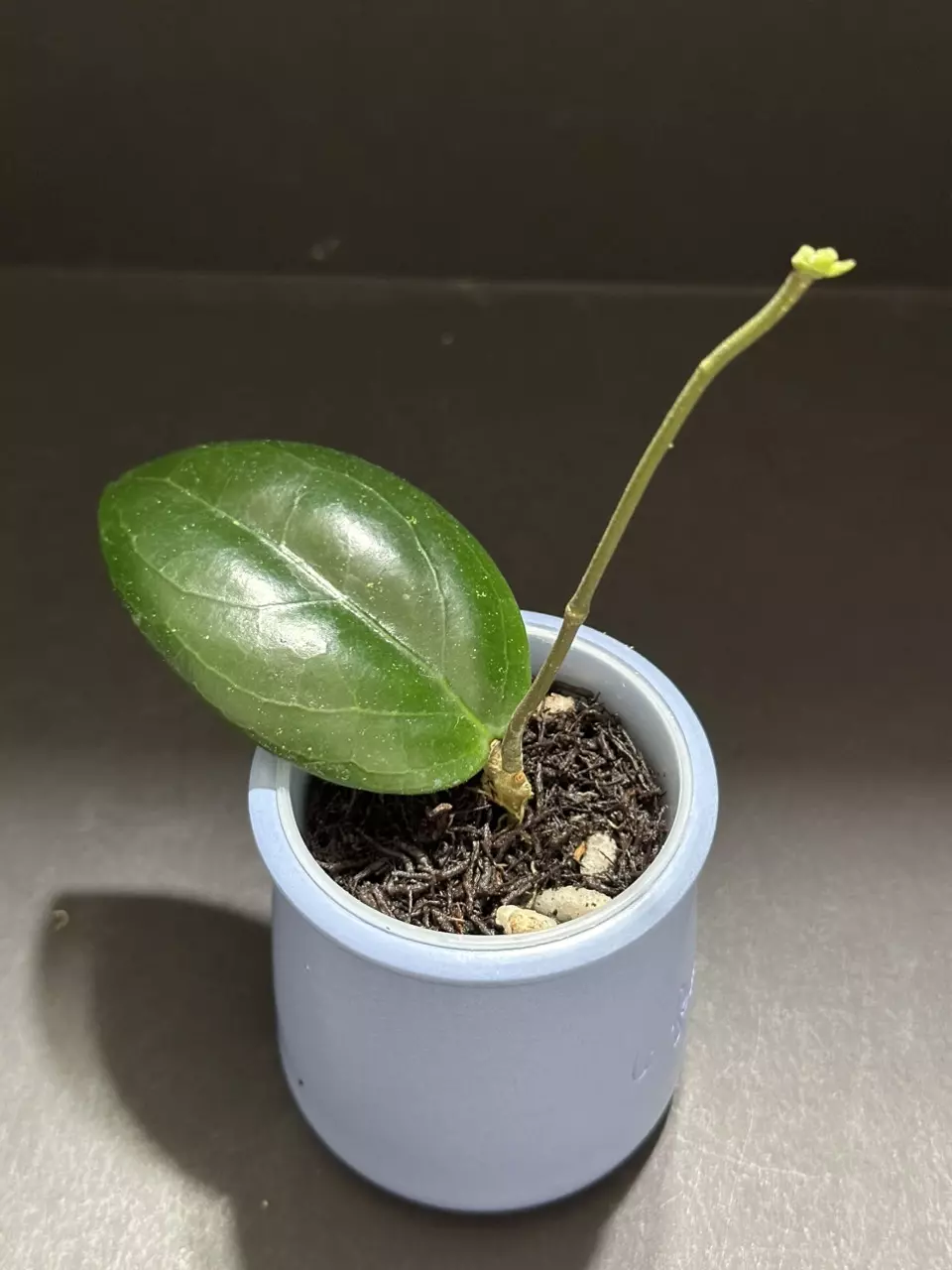plant/1647 Hoya 'Erika's Heart' (GEH2301-2)-0