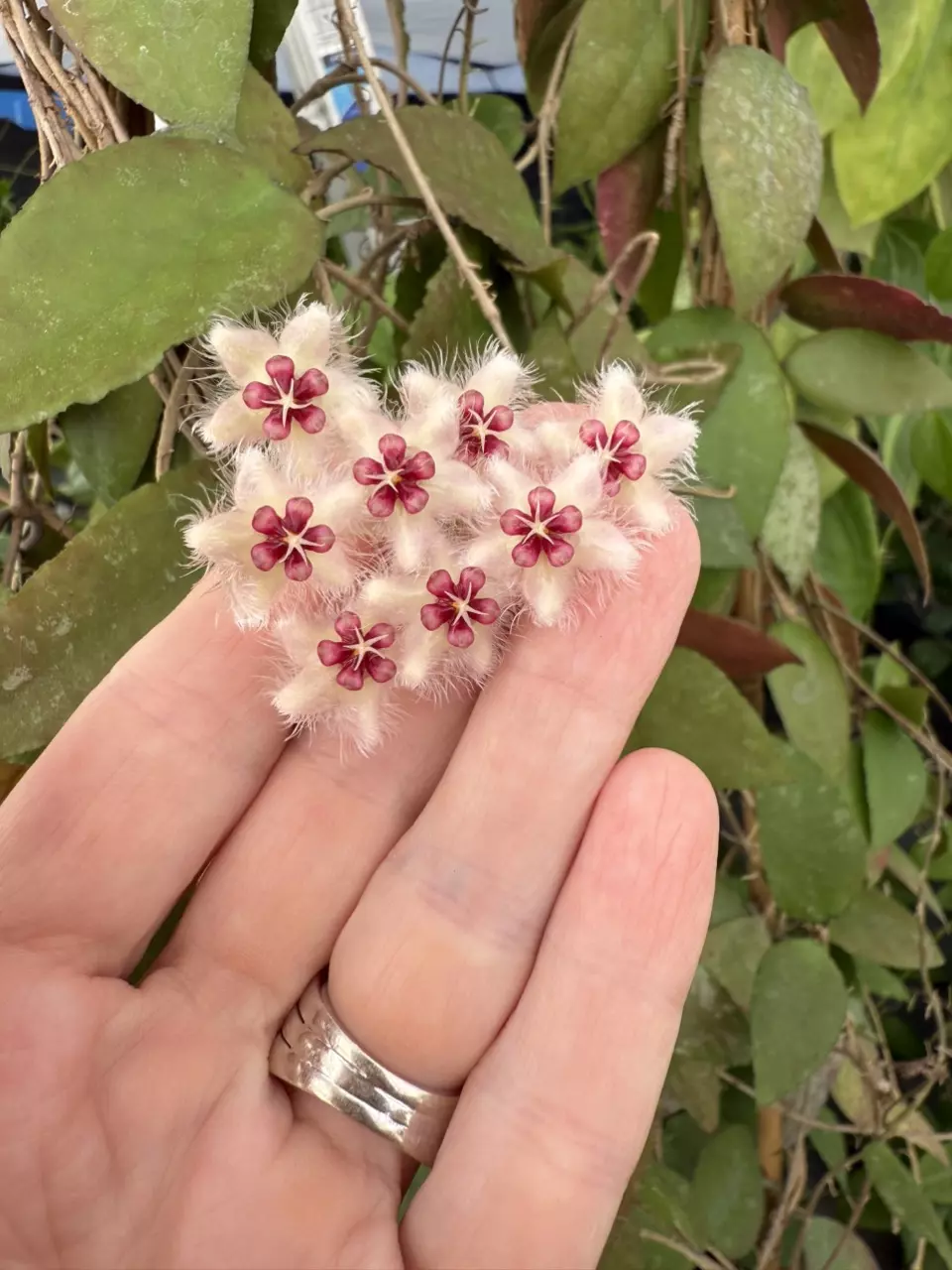 plant/466 Hoya caudata (reverted silver) cutting-1