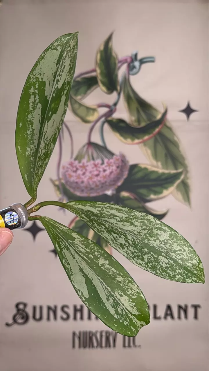 plant/470 Hoya pubicalyx ‘Reva’ cutting-0