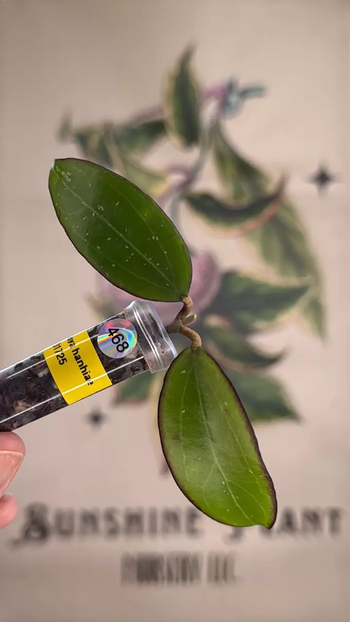 plant/468 Hoya hanhiae cutting-0