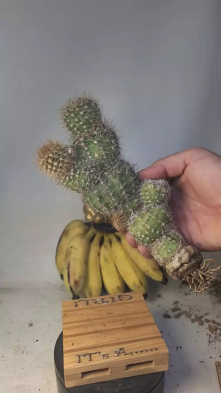 plant/292 Echinopsis stacker, balls, 9" tall-0