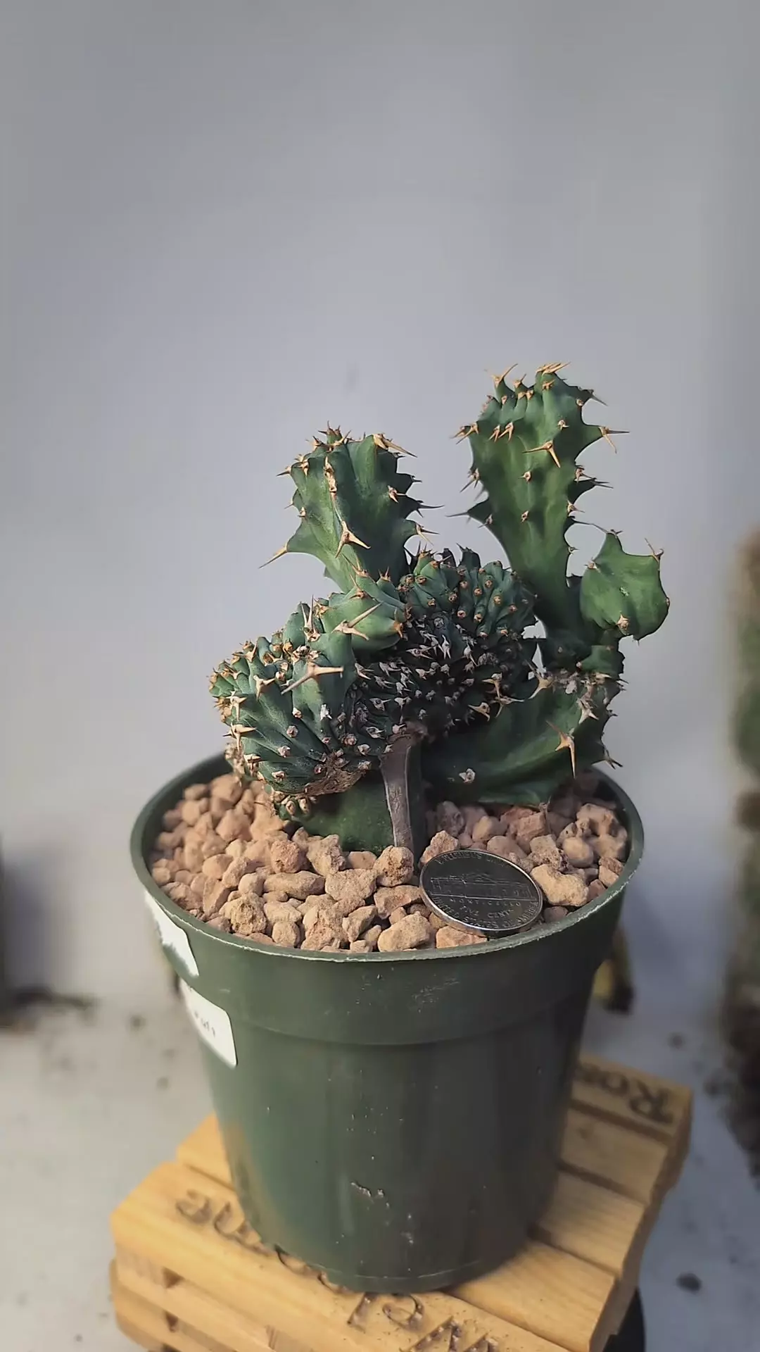 plant/257 mutant on graft 4" pot-0