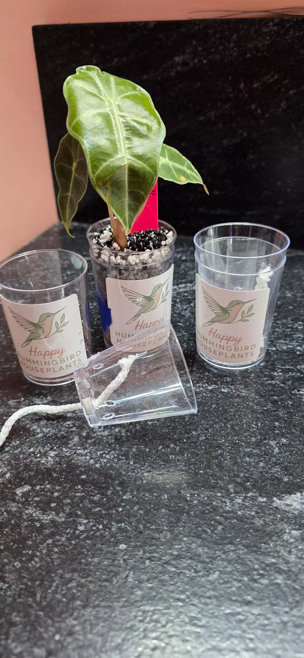 plant/3 Pup cups-0