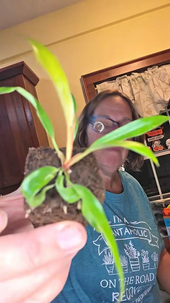 plant/Pluto Carmel Pup GC-0