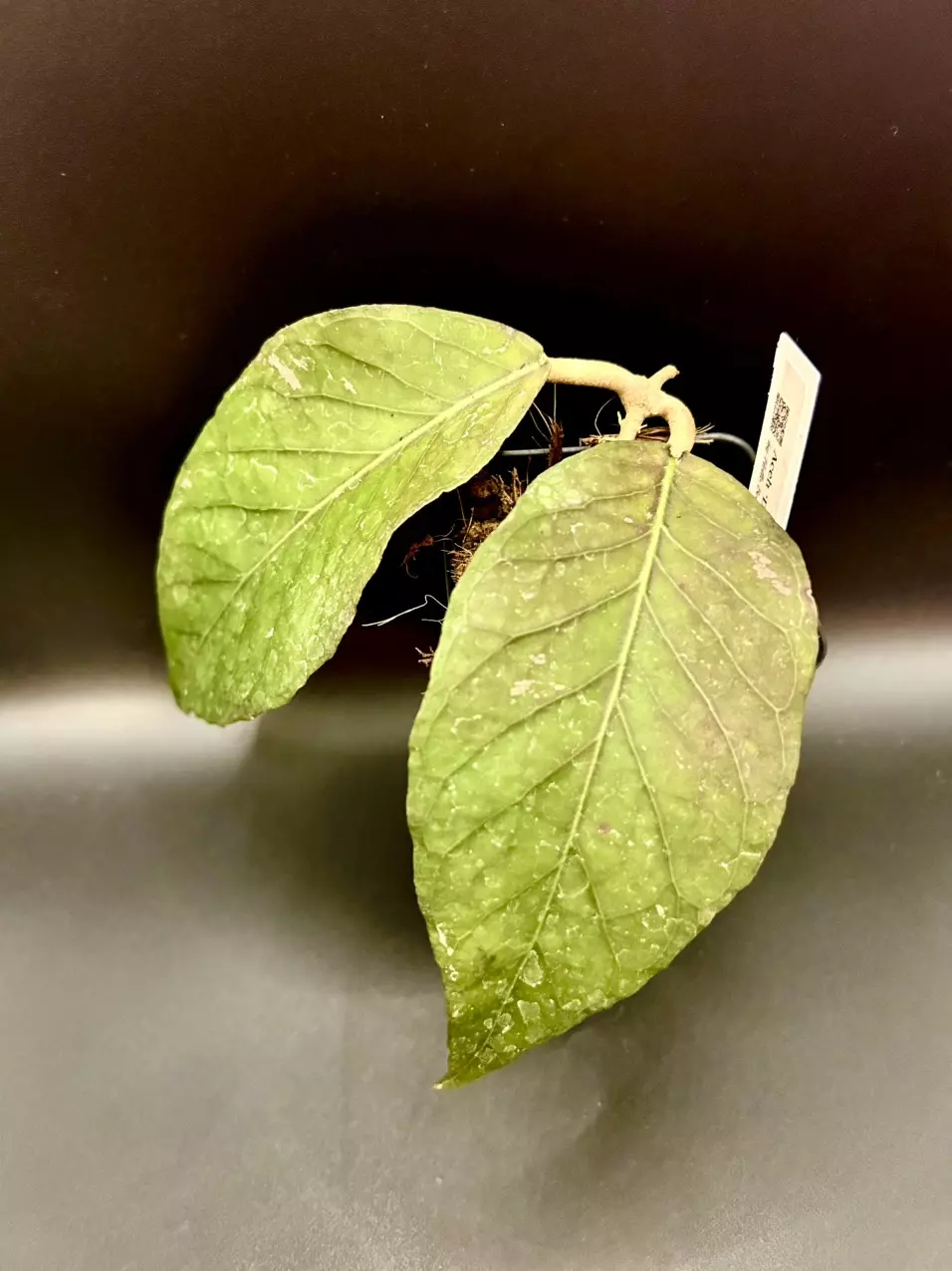 plant/🦄 Hoya Dragon Egg 🐉 #894-0