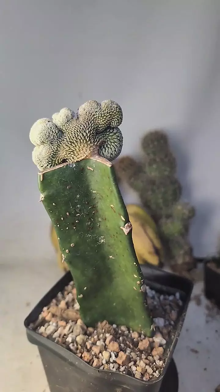 plant/317 pelecyphora aselliformis crest on graft-0