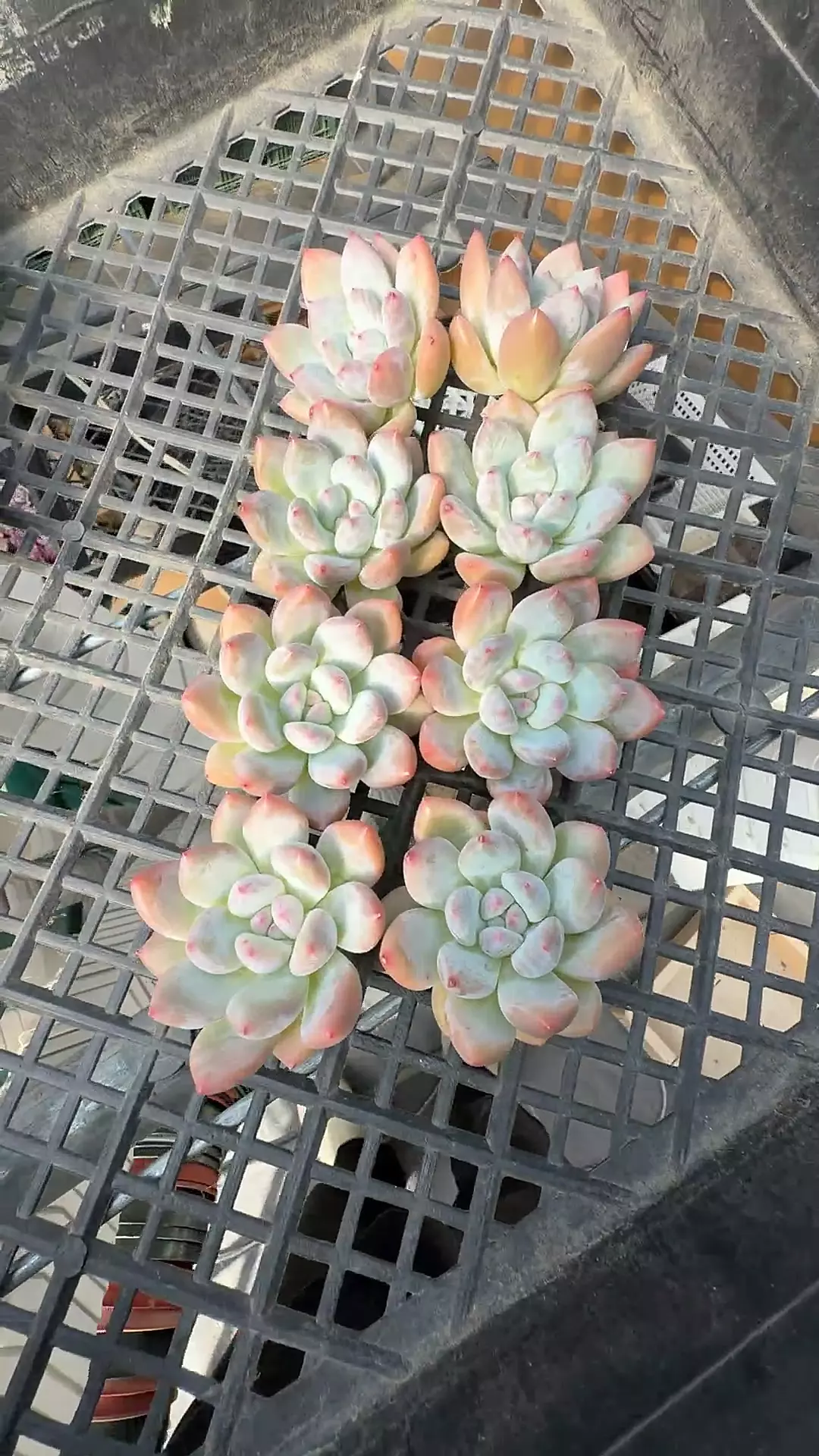 plant/AC223 - GC - Chubby Colorata hybrid-0