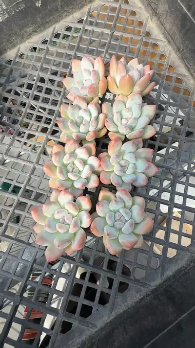 plant/AC223 - GC - Chubby Colorata hybrid-0-thumbnail