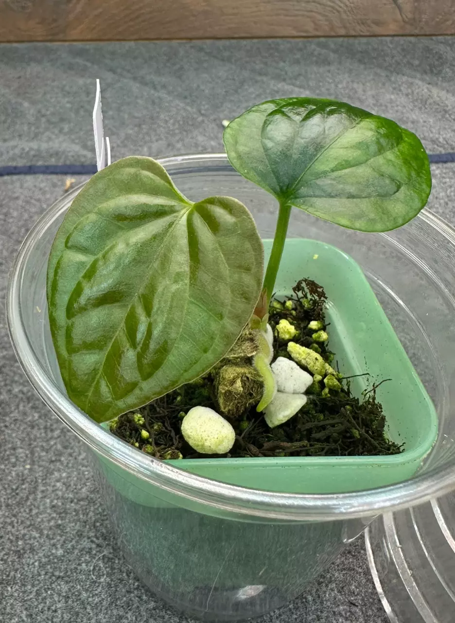 plant/48 Anthurium debilis small division 2” pot-0