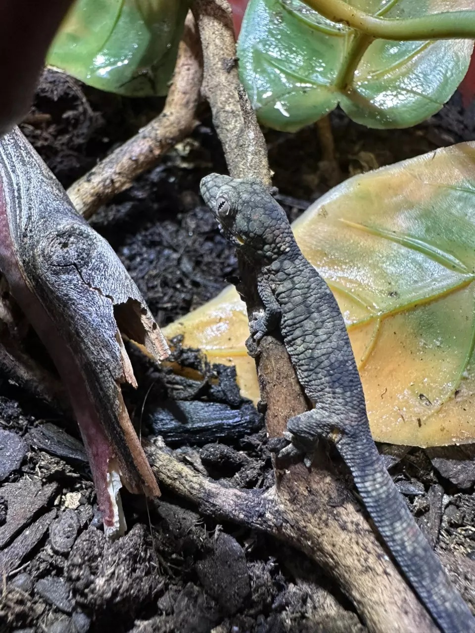 plant/eurydactylodes occidentalis-0