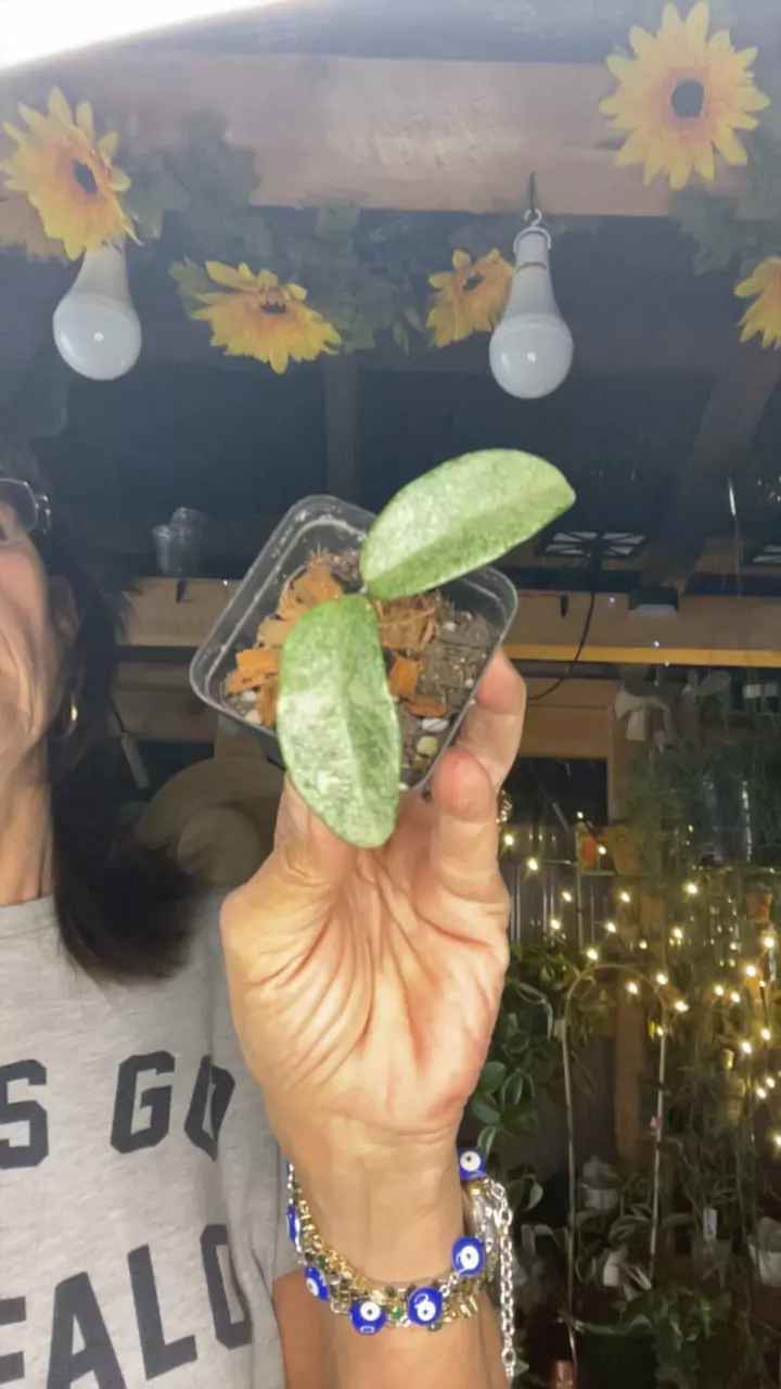 plant/nova ghost-0