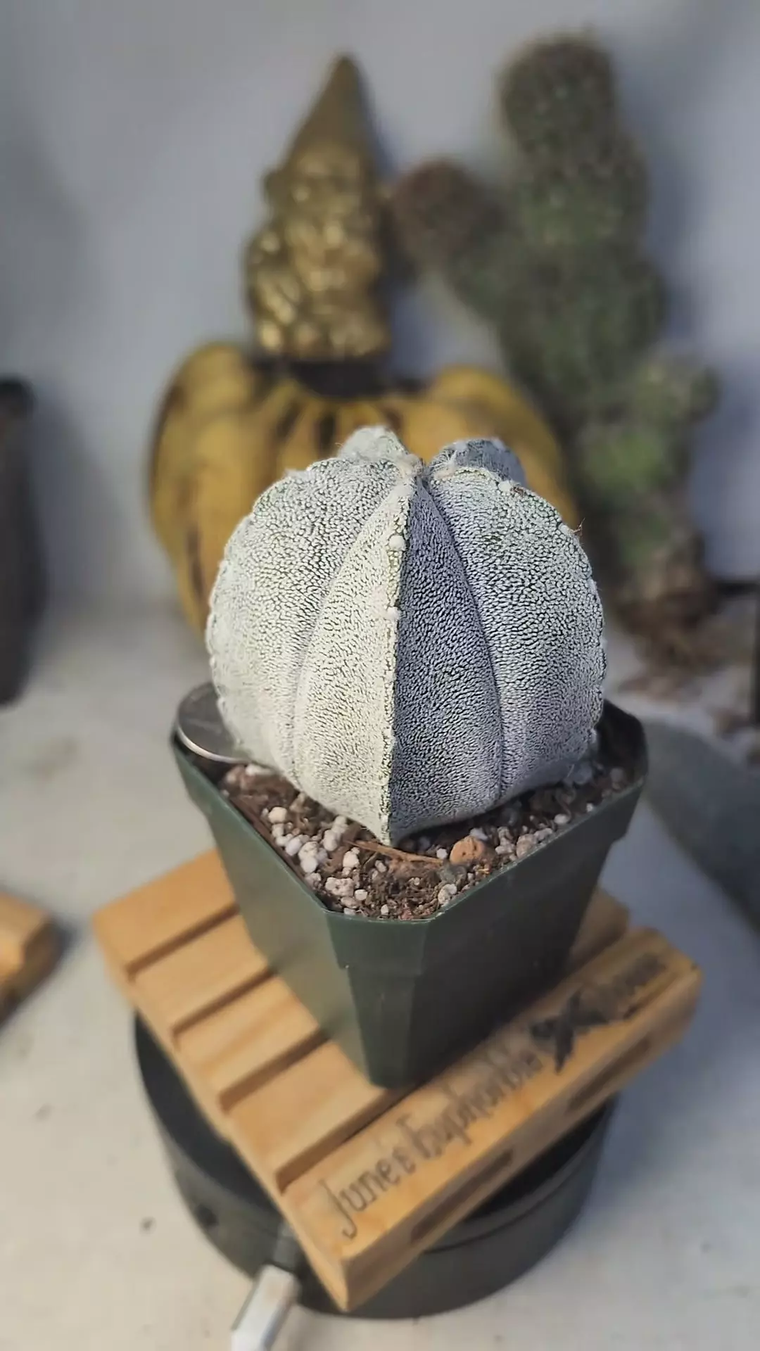 plant/359 astrophytum coahuilense 2.75" pot-0