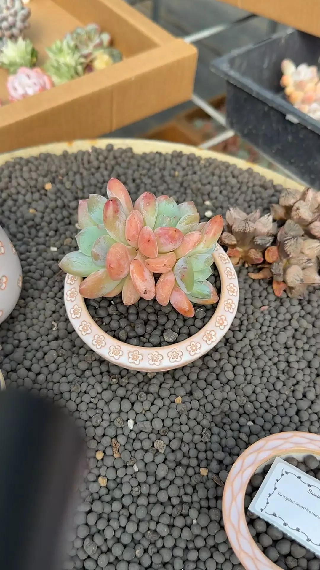 plant/AC141 - P. Frevel x Monroe-0