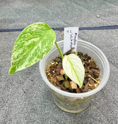 plant/52 Monstera White Monster-0-thumbnail