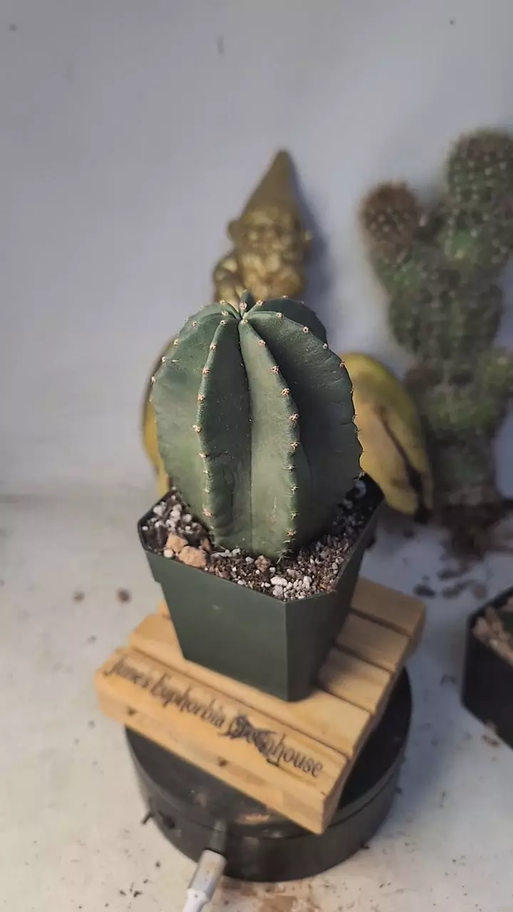 plant/313 echinocereus subinermis 2.75" pot-0