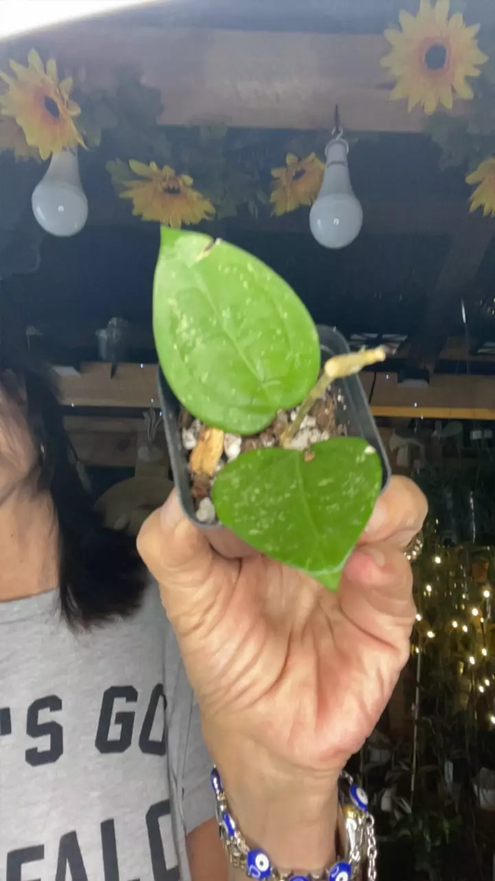 plant/heart leaf splash-0