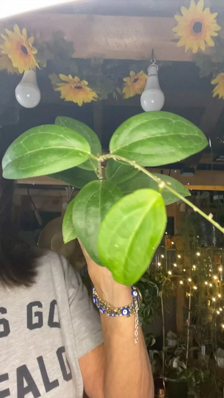 plant/rtx01-0