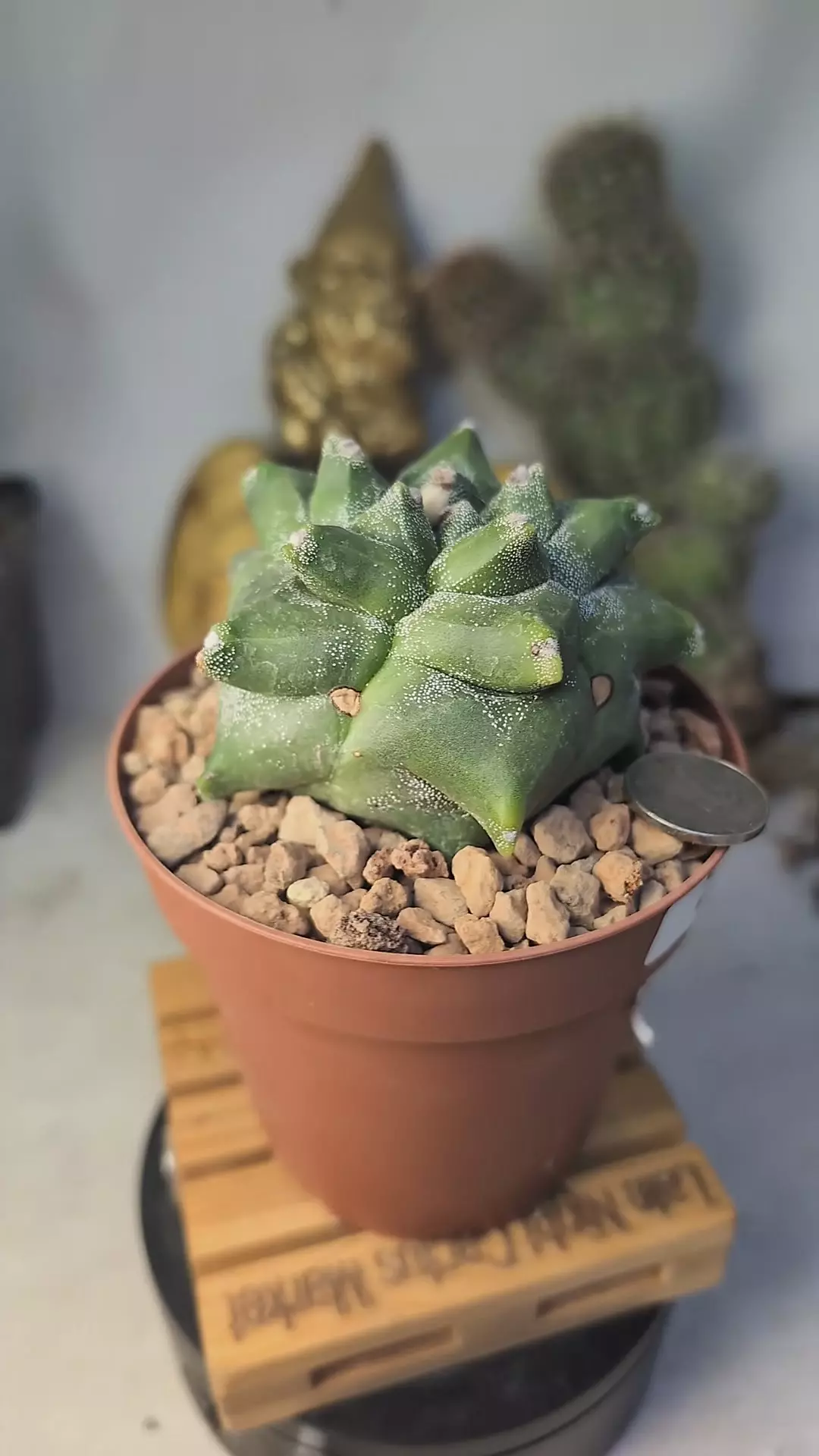 plant/356 Astro myrio kikko 4" pot nice form-0