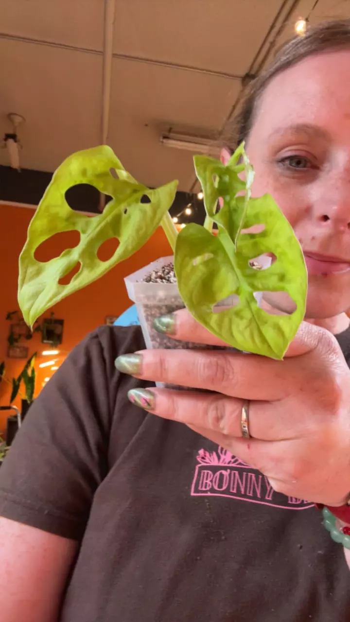 plant/neon Madonna starter-0