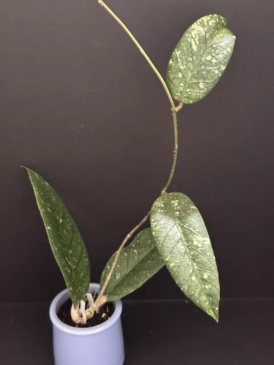 plant/1820 Hoya meredithii sp. Aceh (splash)-0