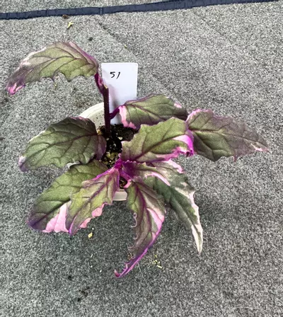 plant/49 Purple Passion variegated-0-thumbnail